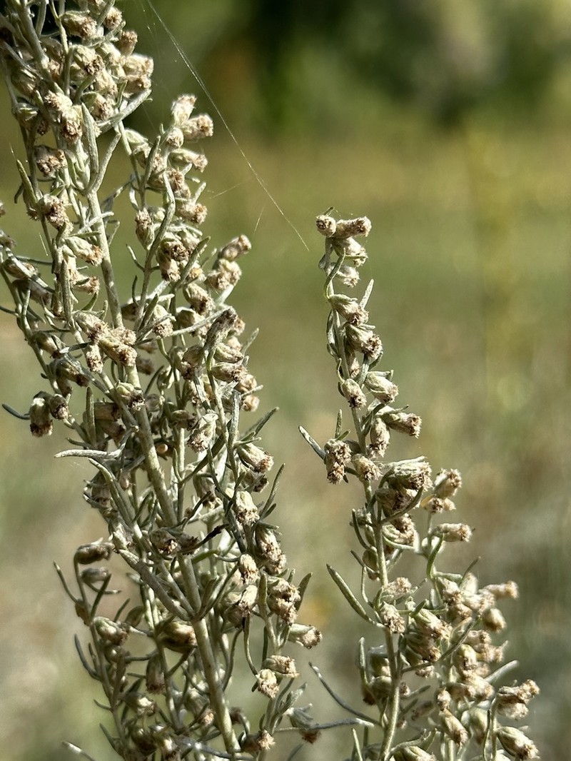 Artemisia tomentella