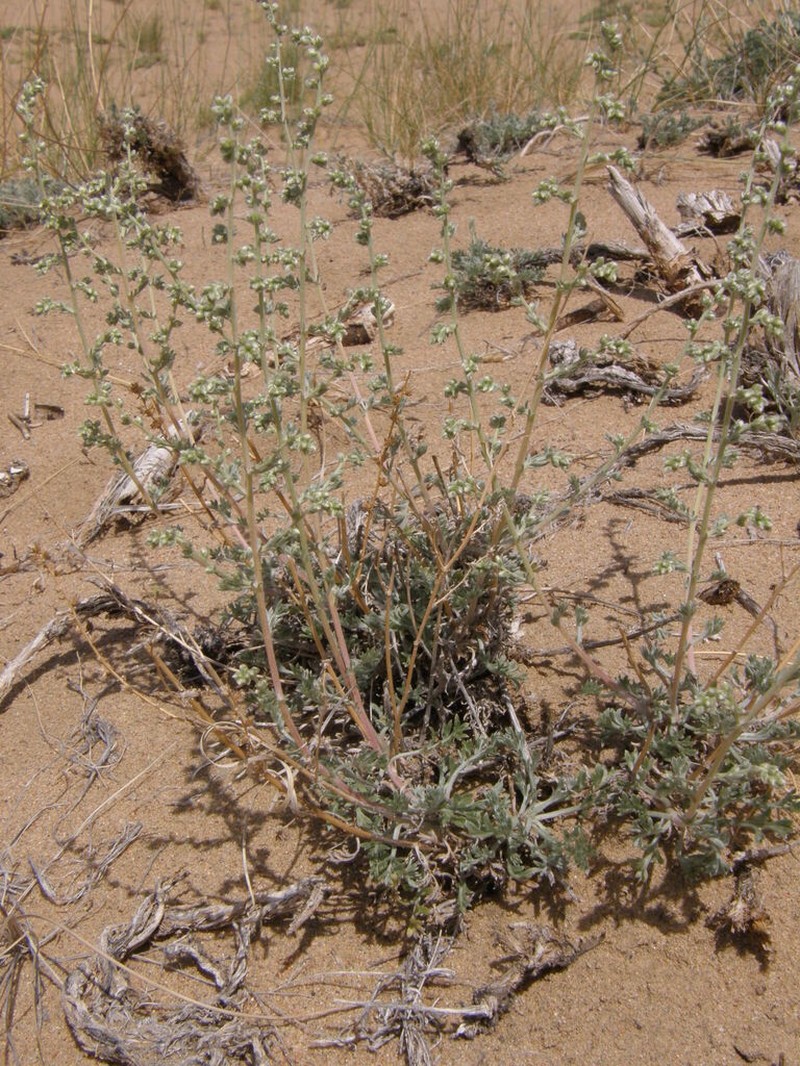 Artemisia tomentella photo 2