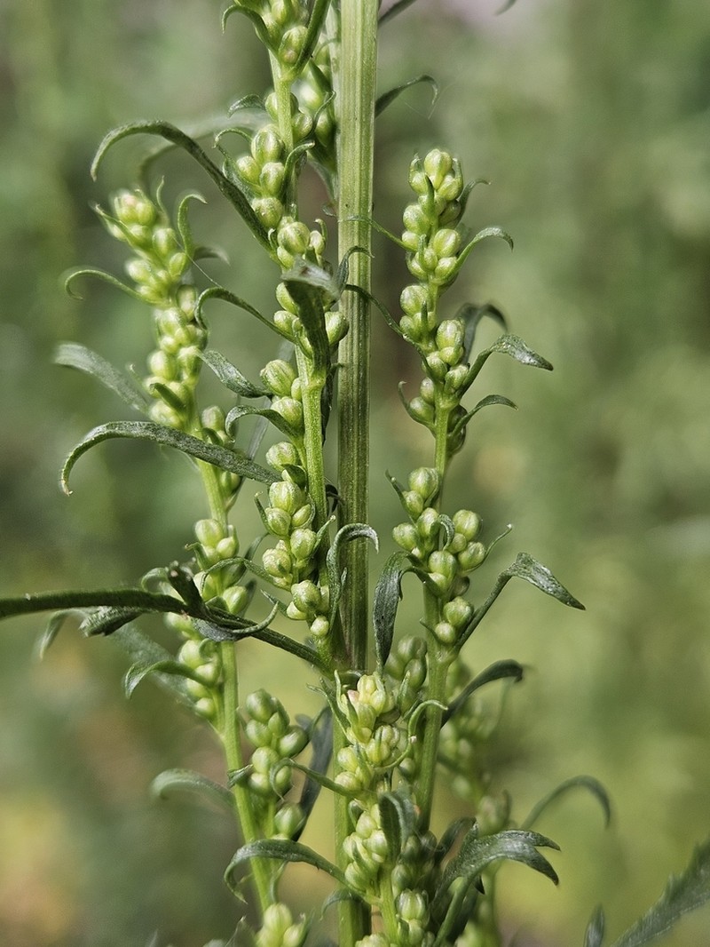Artemisia tournefortiana