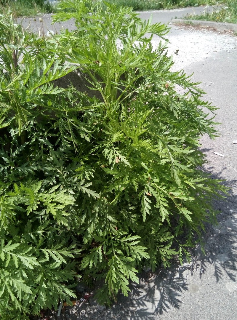 Artemisia tournefortiana photo 3