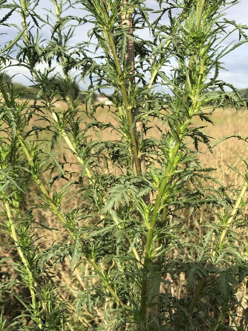 Artemisia tournefortiana photo 4