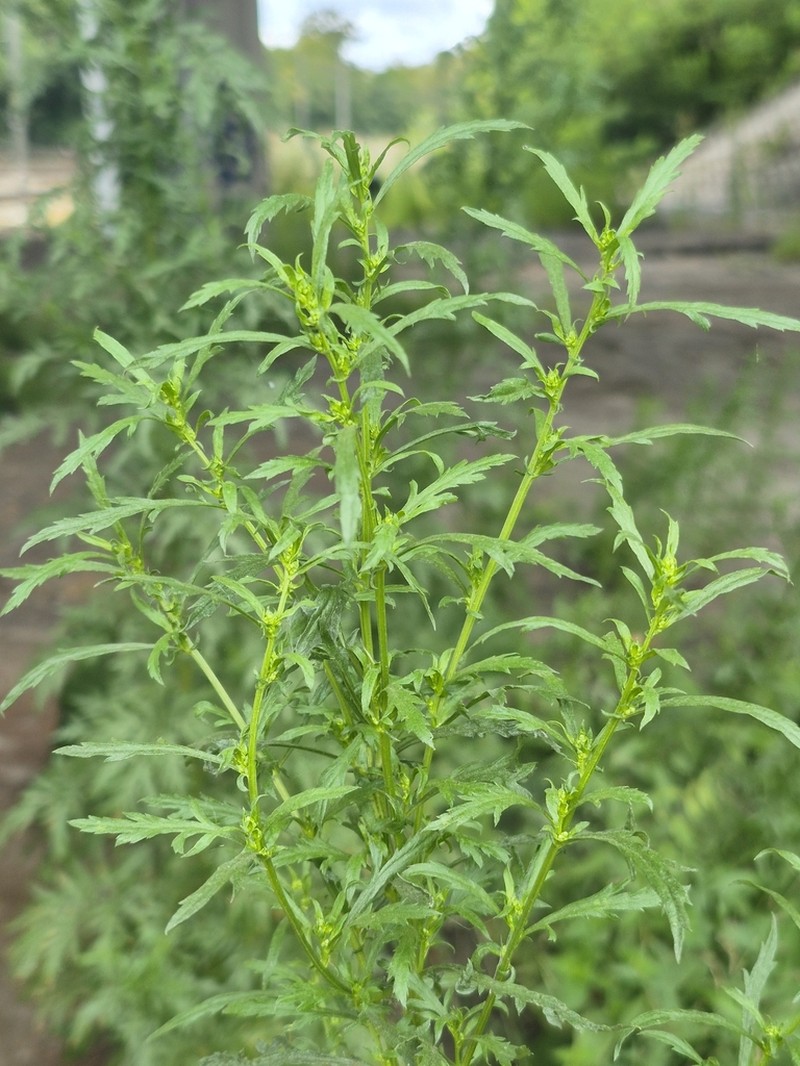 Artemisia tournefortiana photo 5