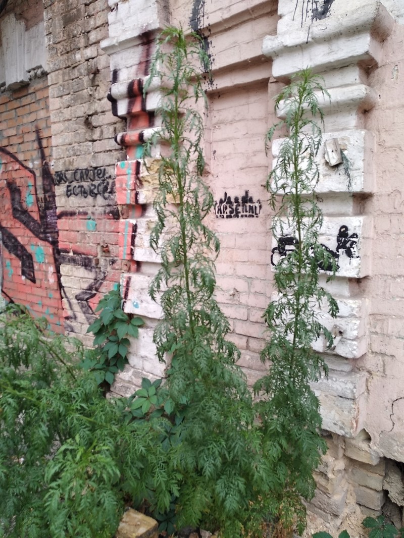 Artemisia tournefortiana photo 6