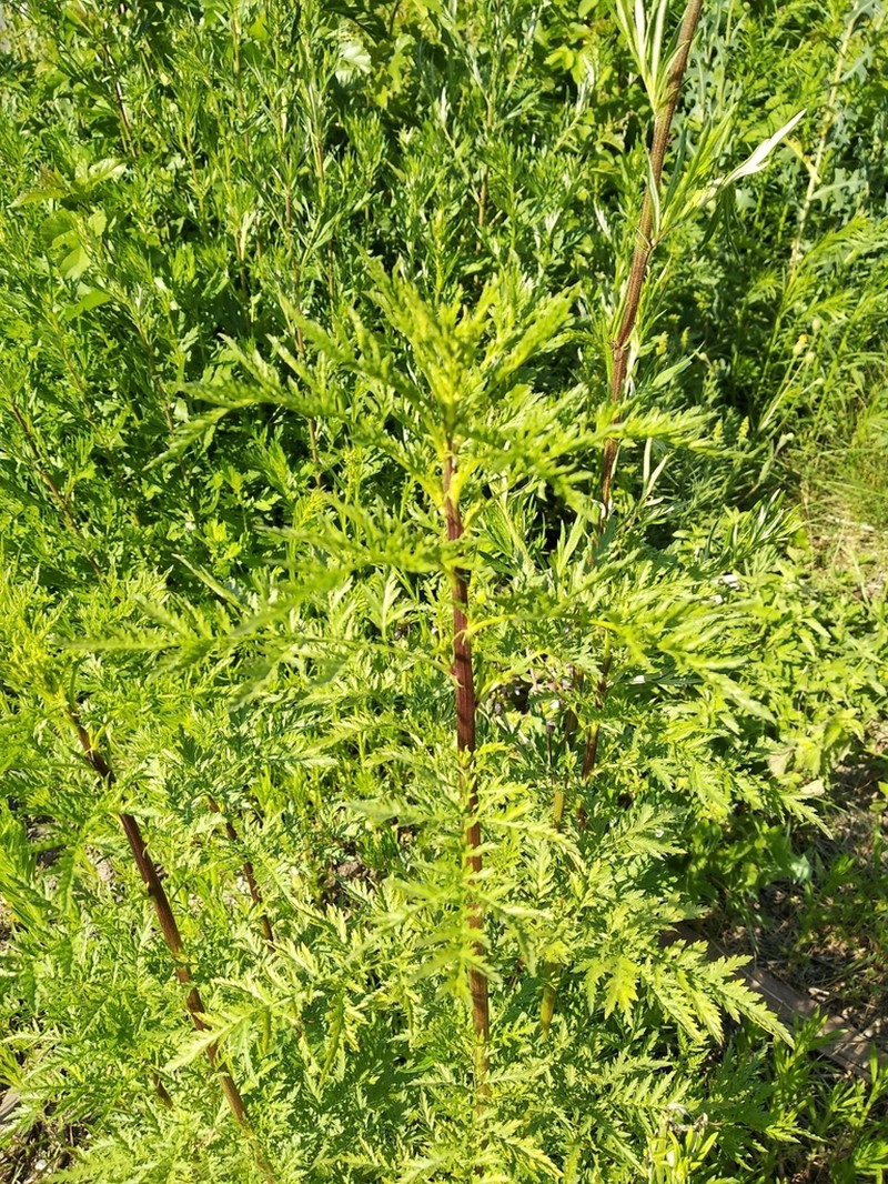 Artemisia tournefortiana photo 7