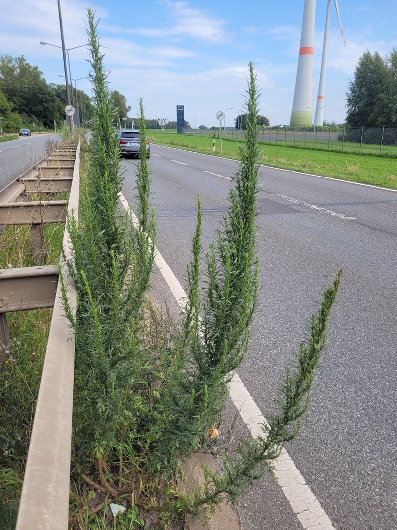 Artemisia tournefortiana photo 8