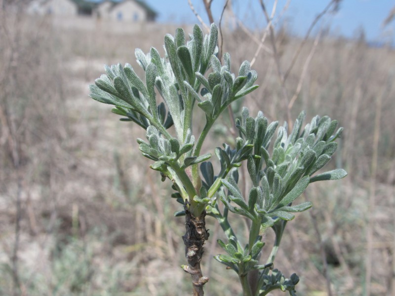 Artemisia trautvetteriana photo 2