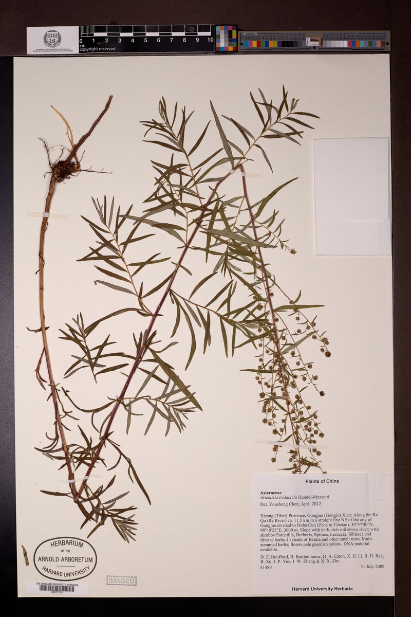 Artemisia tridactyla
