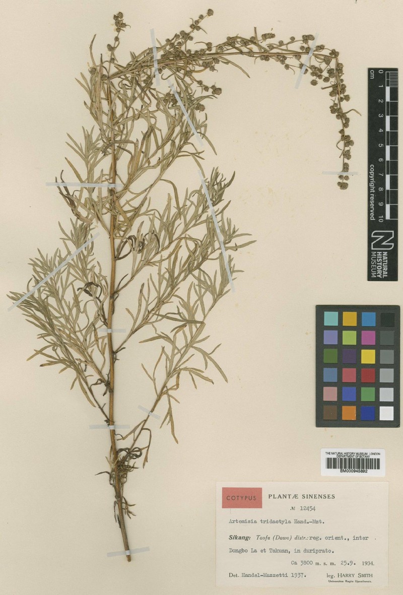 Artemisia tridactyla photo 2