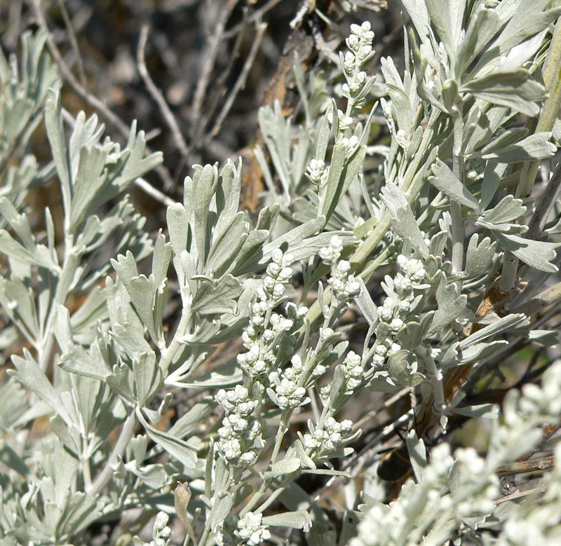 Big Sagebrush