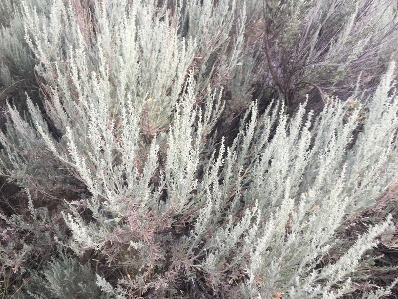 Big Sagebrush photo 2
