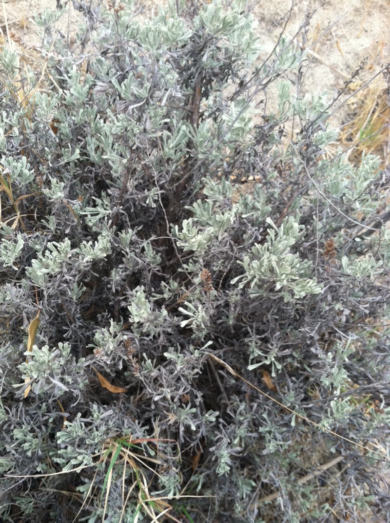 Big Sagebrush photo 3