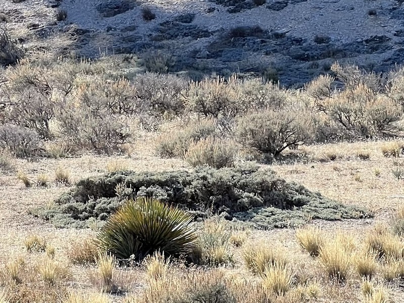 Big Sagebrush photo 4