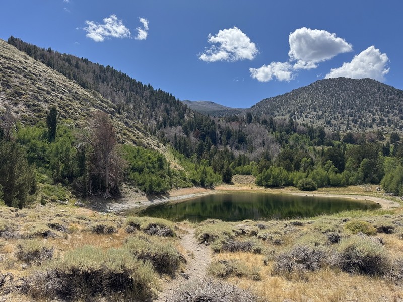 Big Sagebrush photo 5