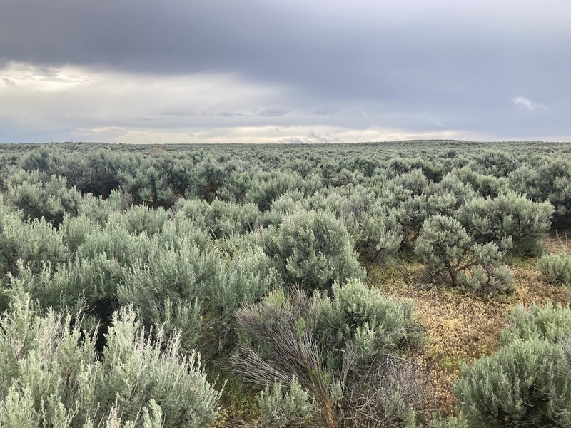 Big Sagebrush photo 6