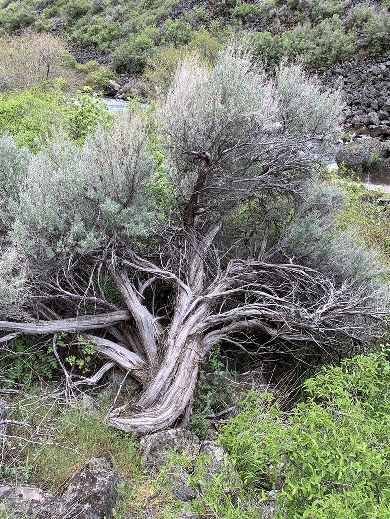 Big Sagebrush photo 7