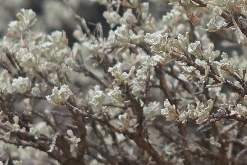 Big Sagebrush photo 8