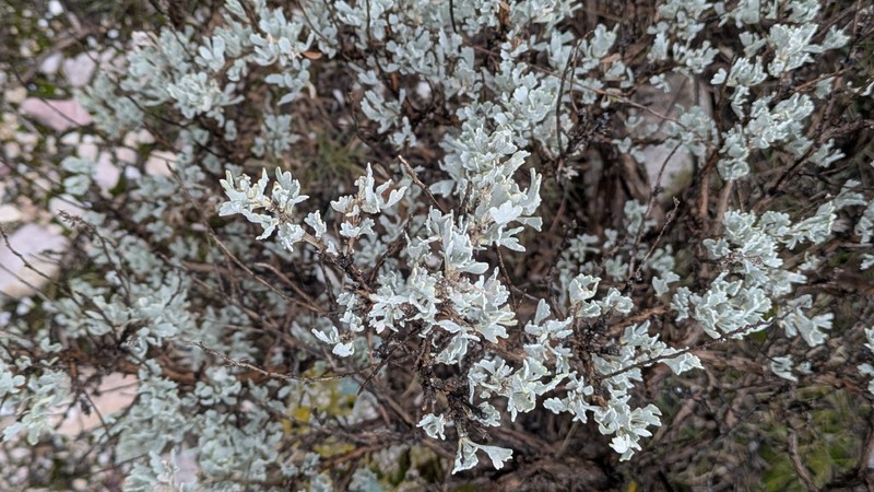 Artemisia tridentata nothosubsp. bonnevillensis