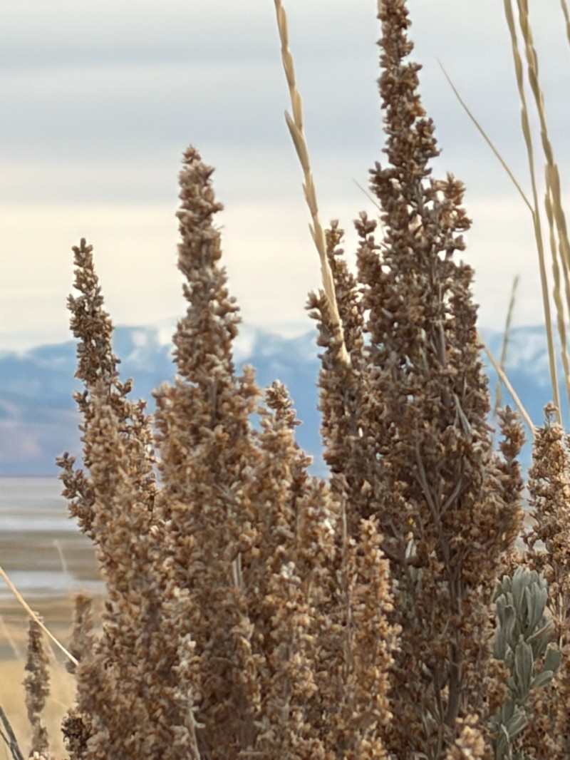 Artemisia tridentata nothosubsp. bonnevillensis photo 2