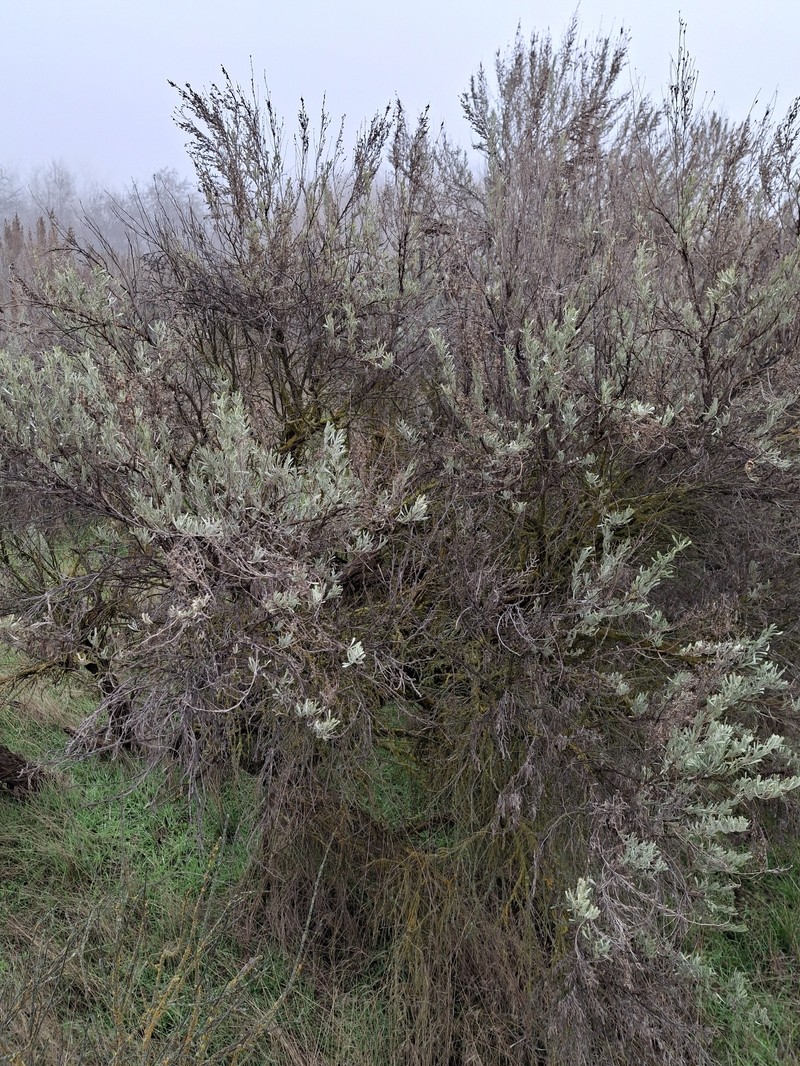 Artemisia tridentata nothosubsp. bonnevillensis photo 3
