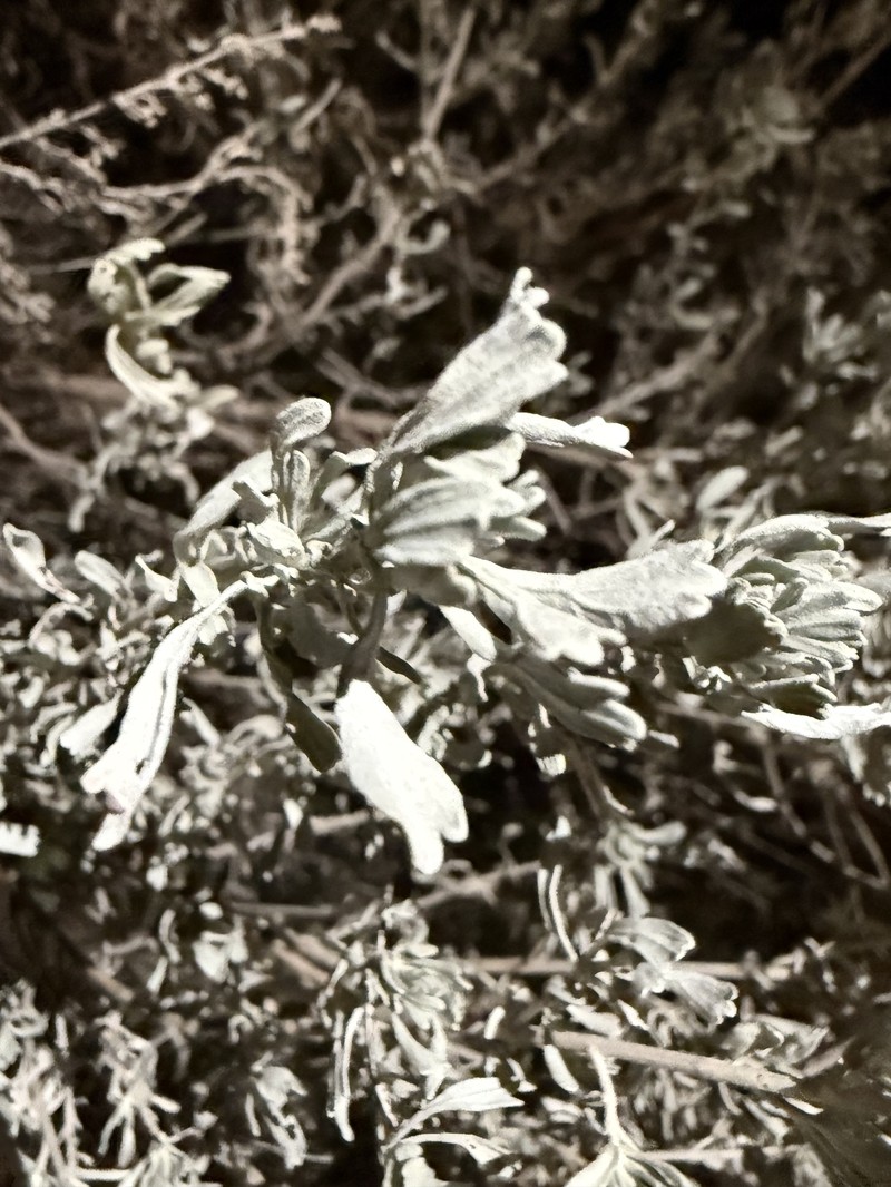 Artemisia tridentata nothosubsp. bonnevillensis photo 4