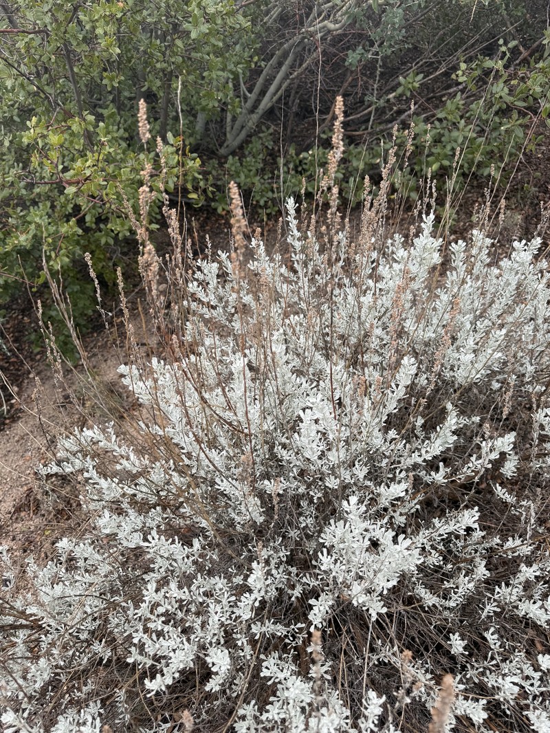 Artemisia tridentata nothosubsp. bonnevillensis photo 5