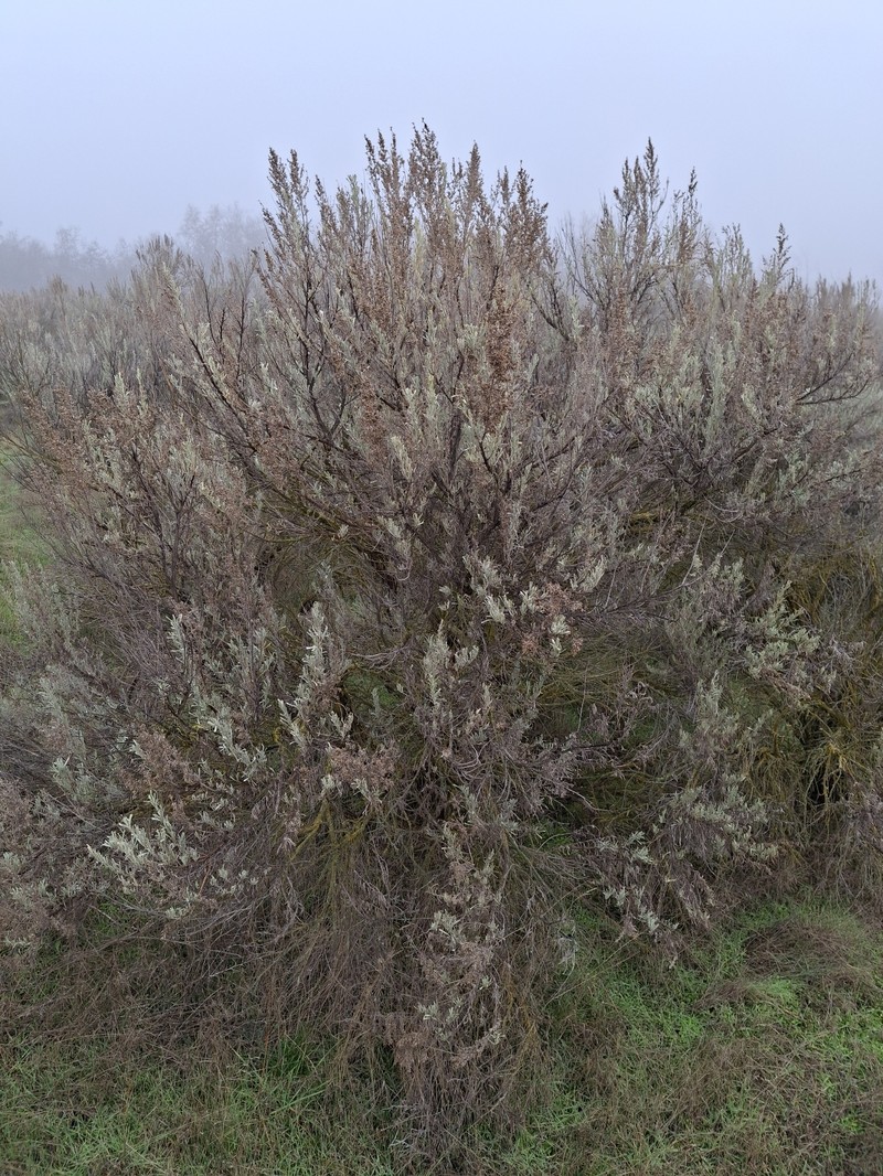 Artemisia tridentata nothosubsp. bonnevillensis photo 7