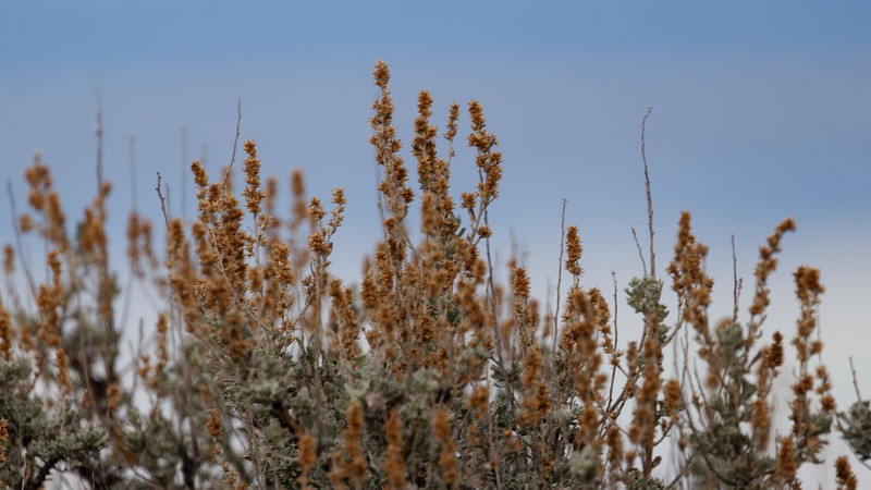 Artemisia tridentata nothosubsp. bonnevillensis photo 8