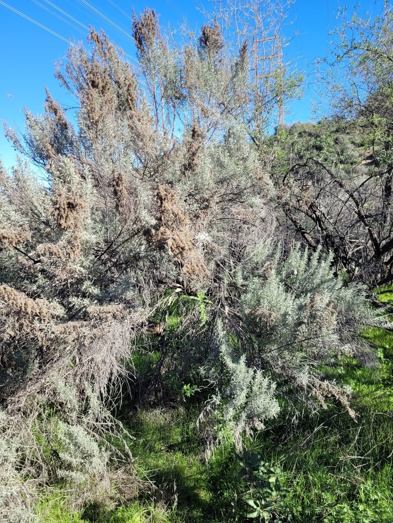Artemisia tridentata subsp. parishii