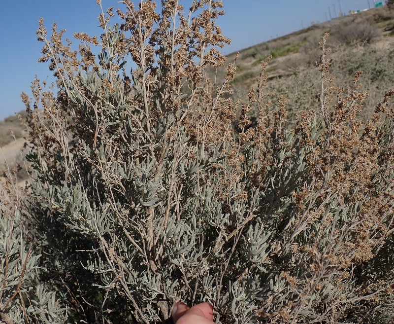 Artemisia tridentata subsp. parishii photo 2