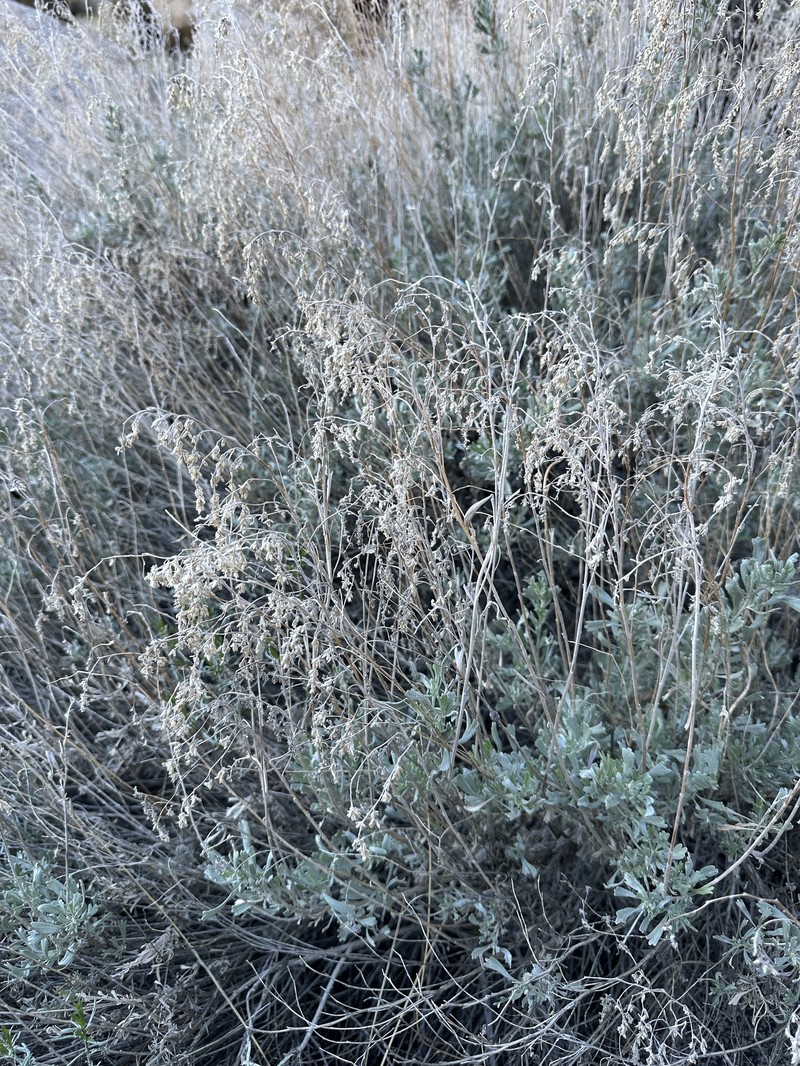 Artemisia tridentata subsp. parishii photo 3