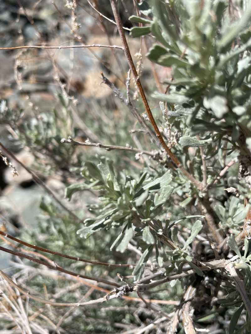 Artemisia tridentata subsp. parishii photo 4