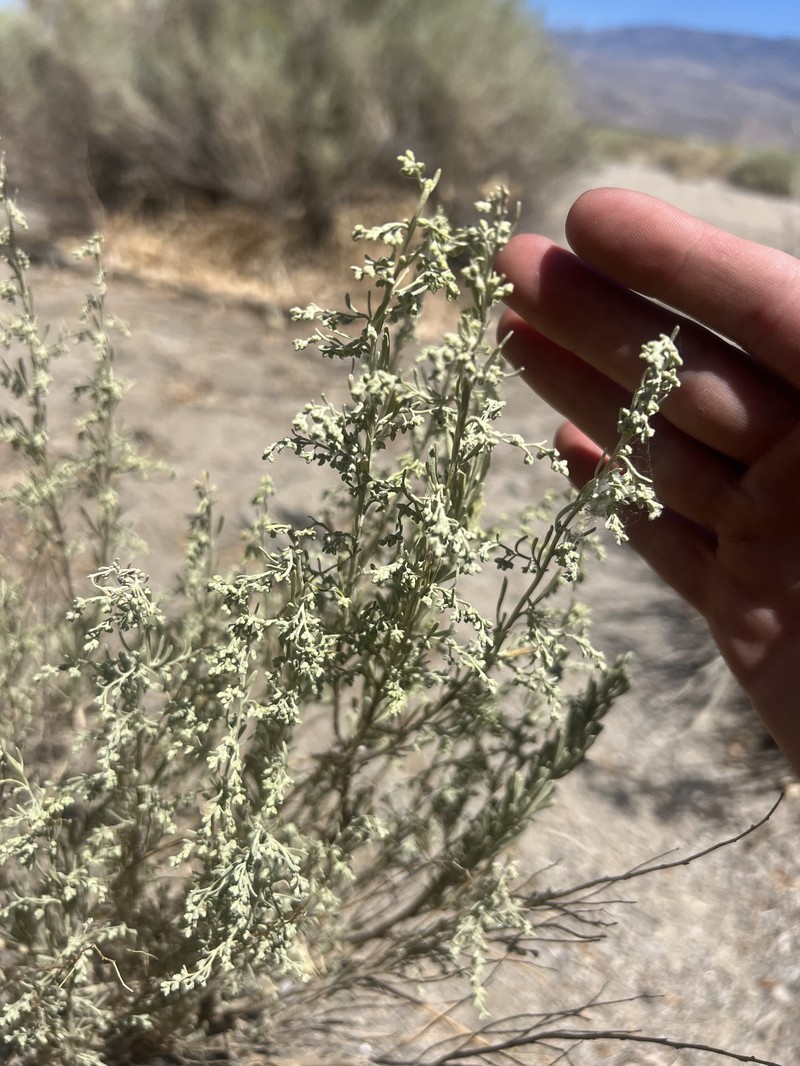 Artemisia tridentata subsp. parishii photo 5
