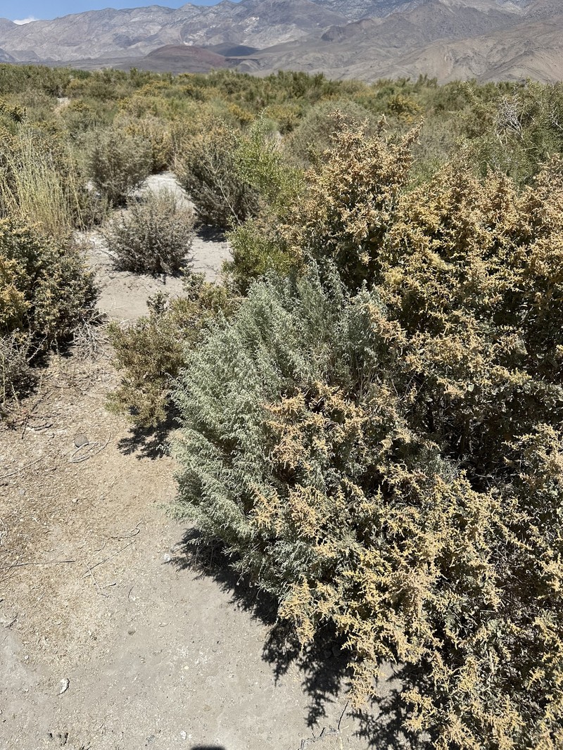 Artemisia tridentata subsp. parishii photo 6