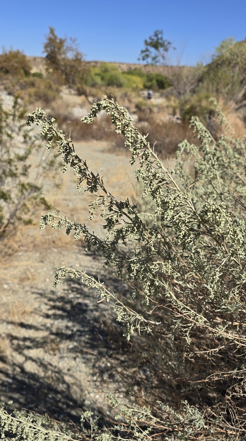 Artemisia tridentata subsp. parishii photo 7