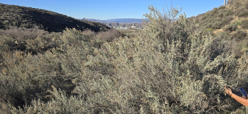 Artemisia tridentata subsp. parishii photo 8