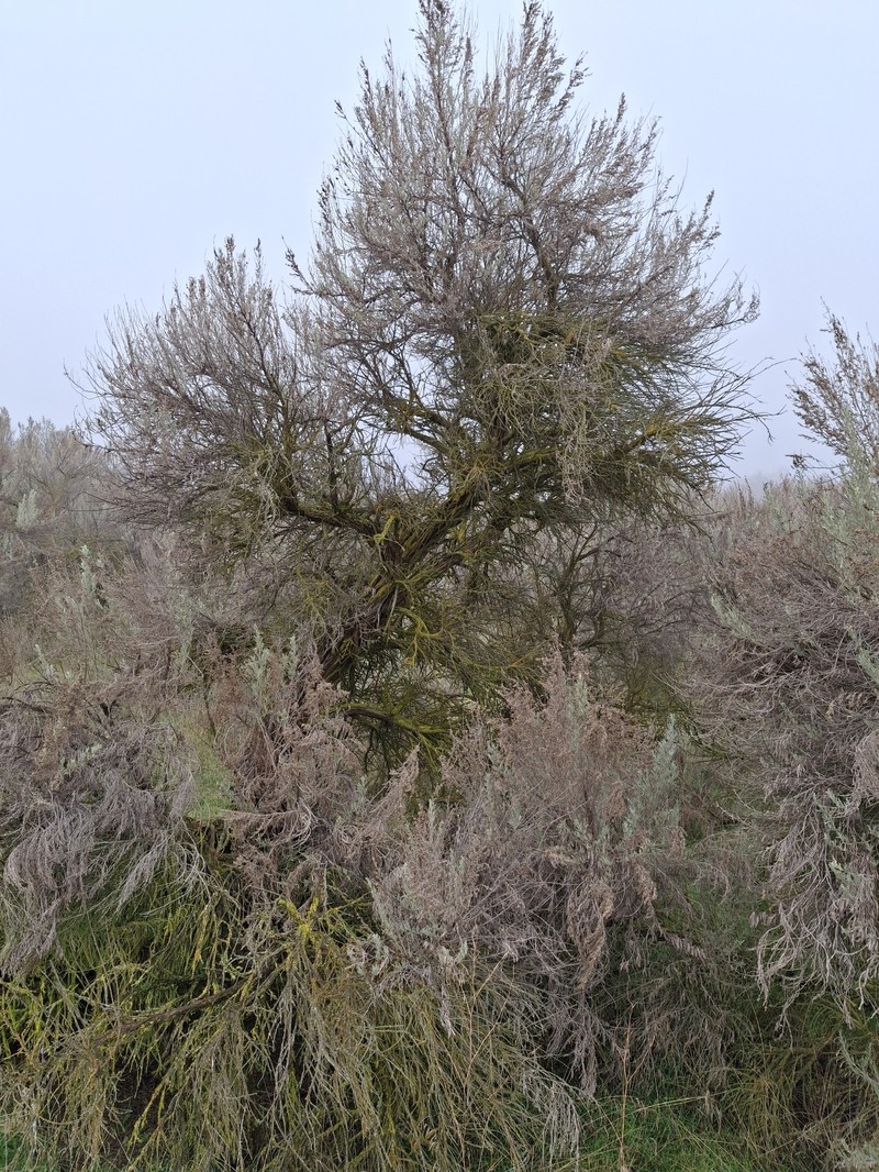 Artemisia tridentata subsp. tridentata photo 2