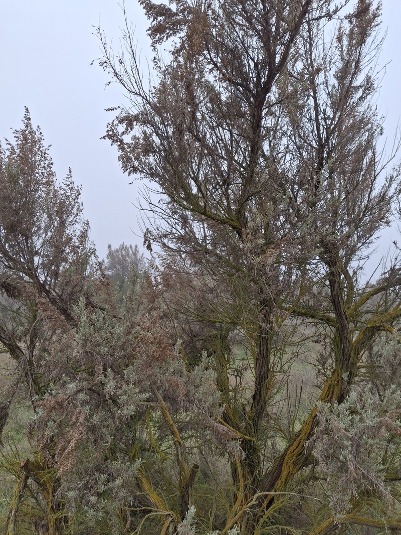 Artemisia tridentata subsp. tridentata photo 4