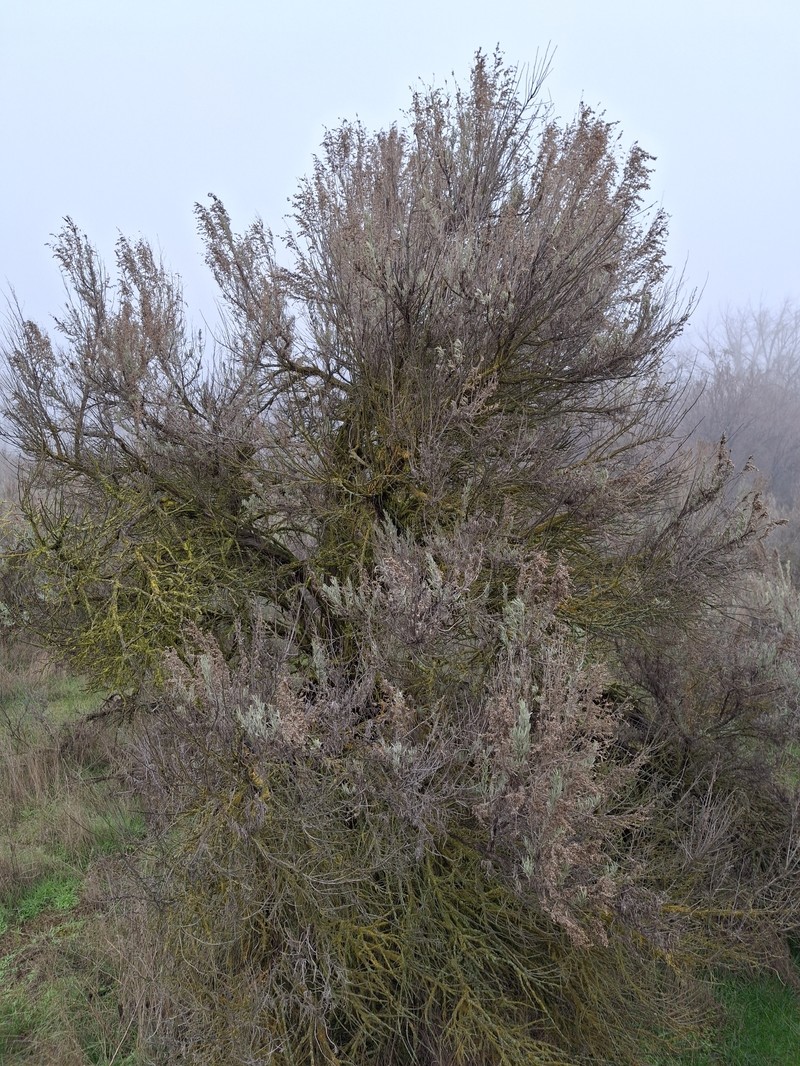 Artemisia tridentata subsp. tridentata photo 5