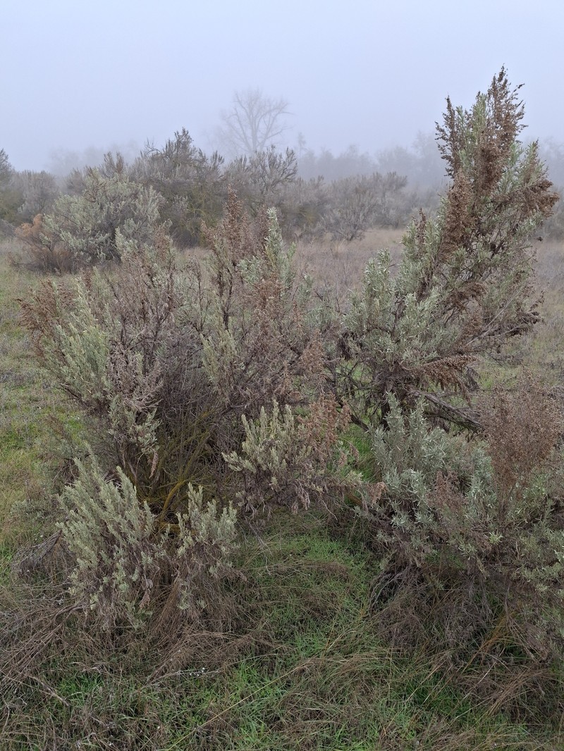 Artemisia tridentata subsp. tridentata photo 6