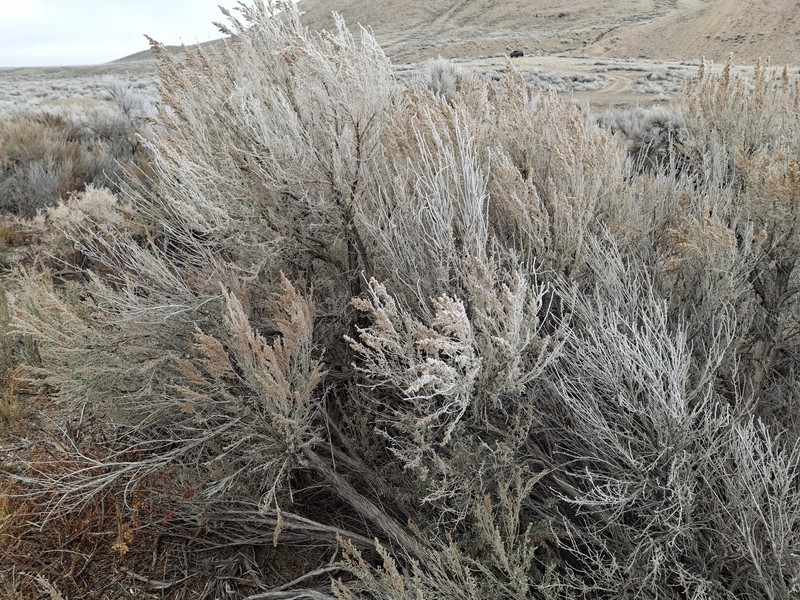 Artemisia tridentata subsp. tridentata photo 7