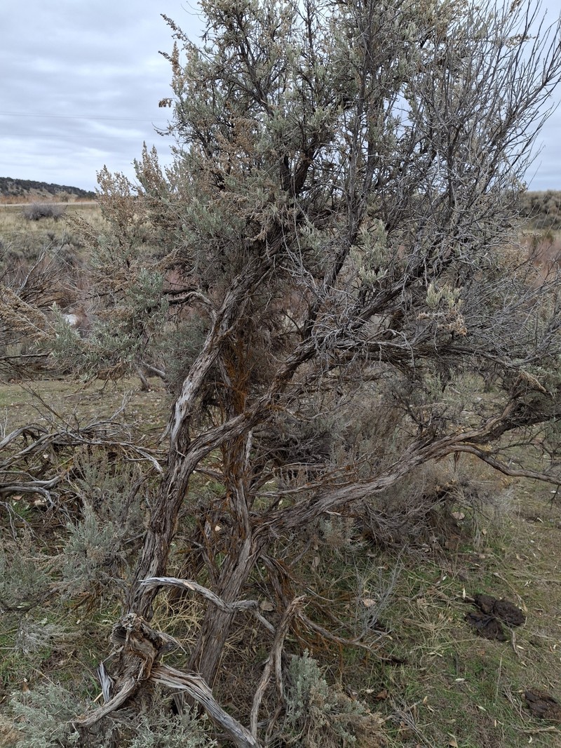 Artemisia tridentata subsp. tridentata photo 8