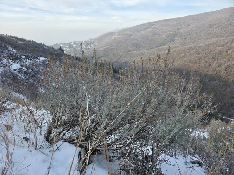 Artemisia tridentata subsp. vaseyana photo 2