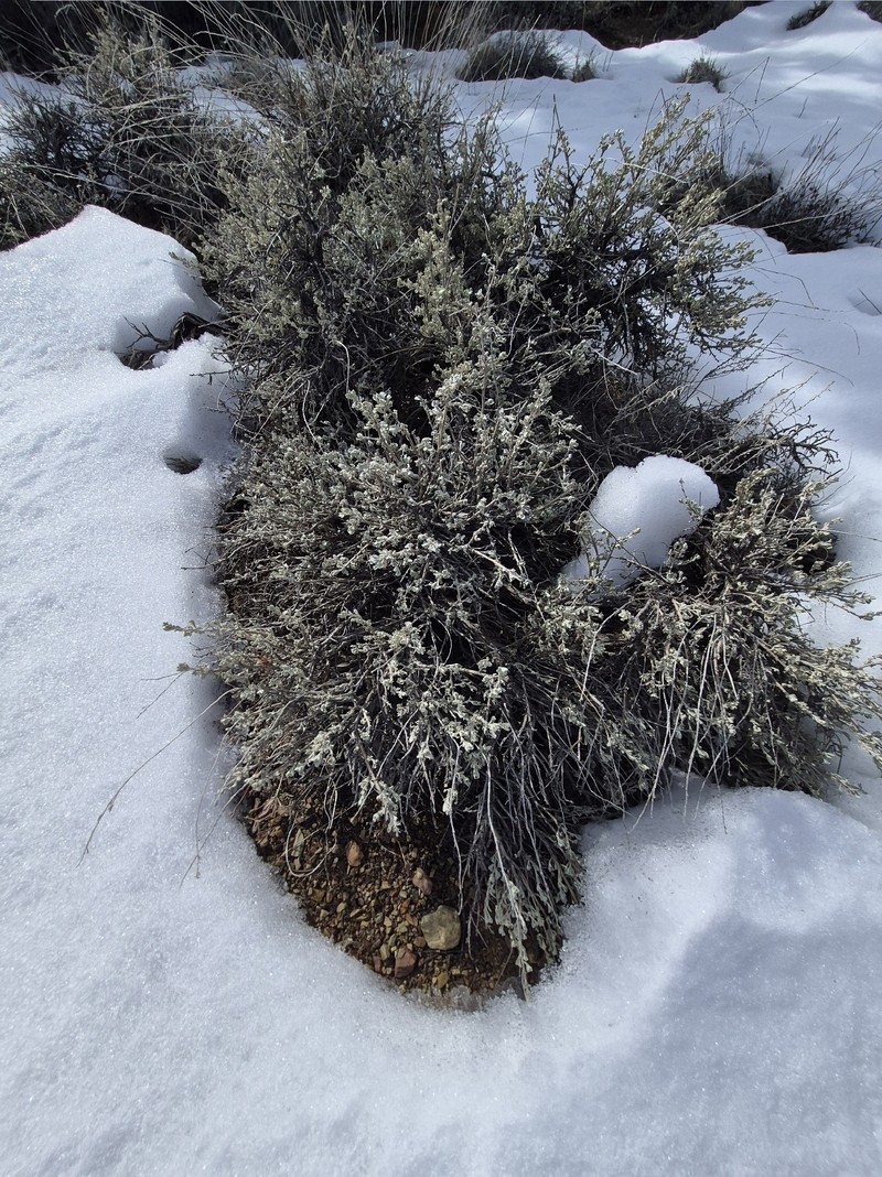 Artemisia tridentata subsp. vaseyana photo 3