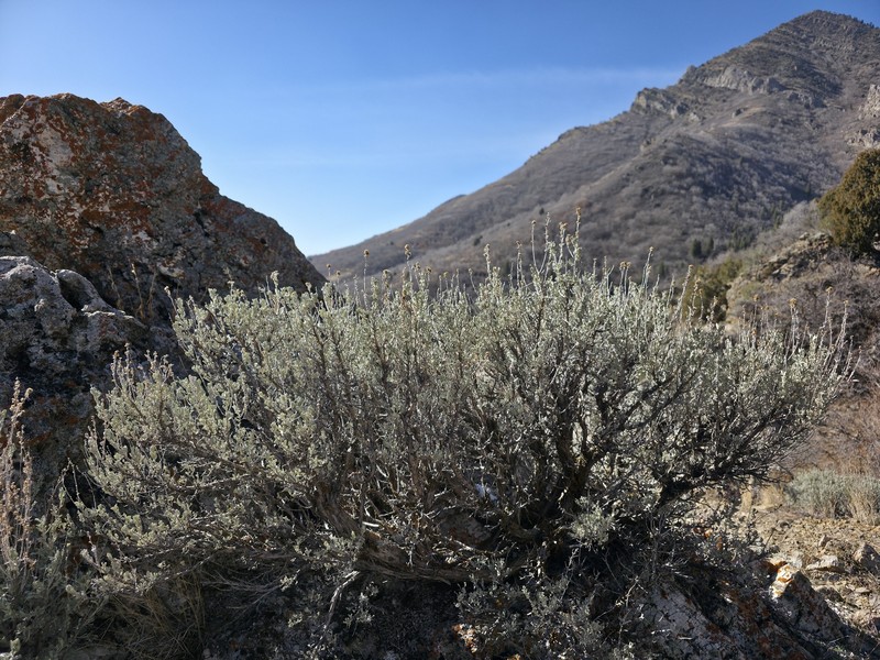 Artemisia tridentata subsp. vaseyana photo 4