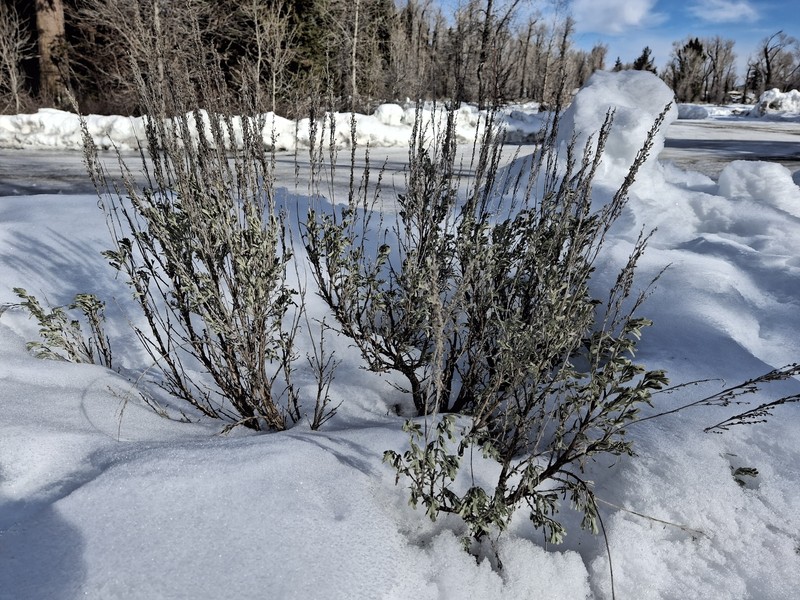 Artemisia tridentata subsp. vaseyana photo 5