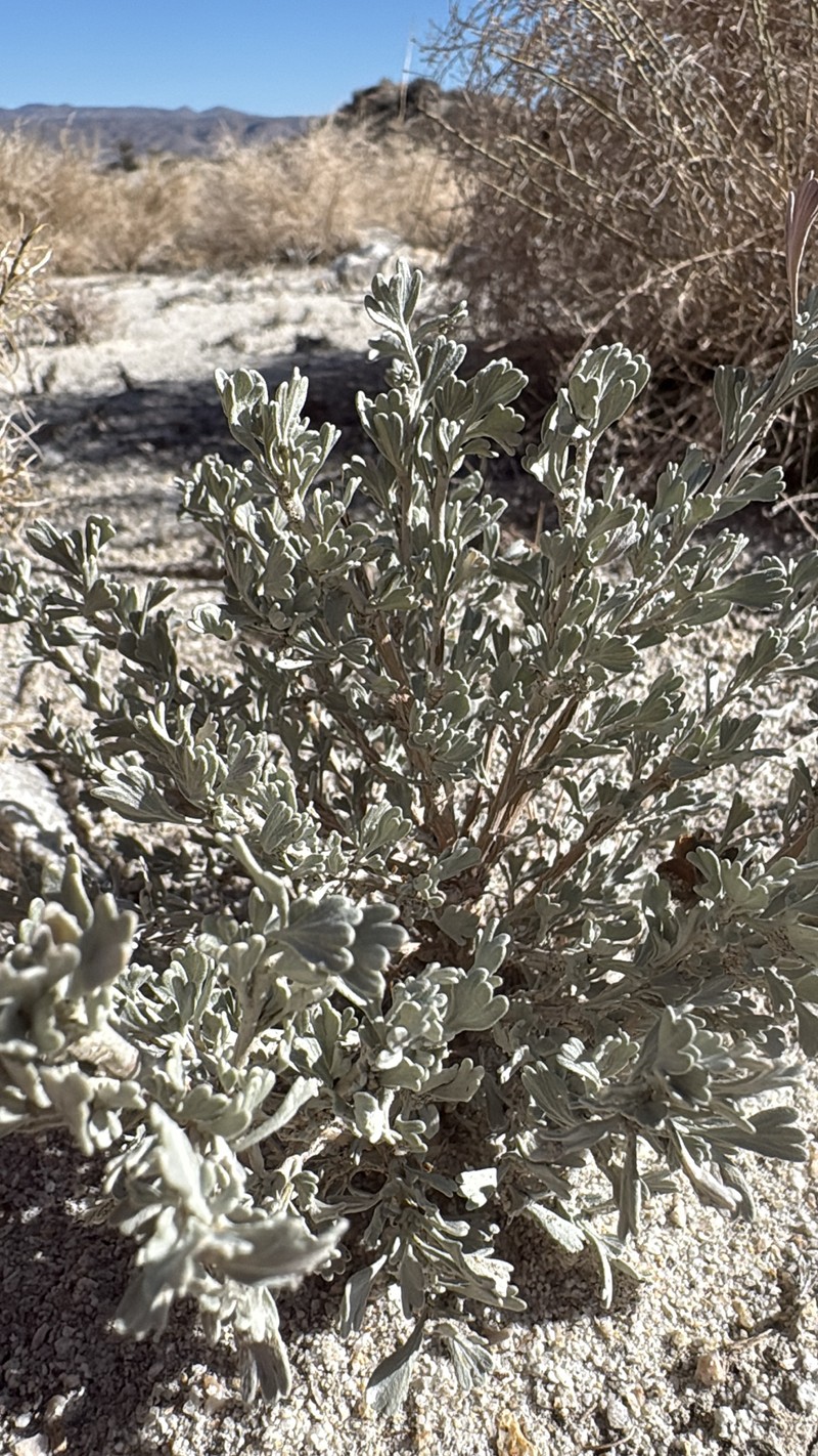 Artemisia tridentata subsp. vaseyana photo 6