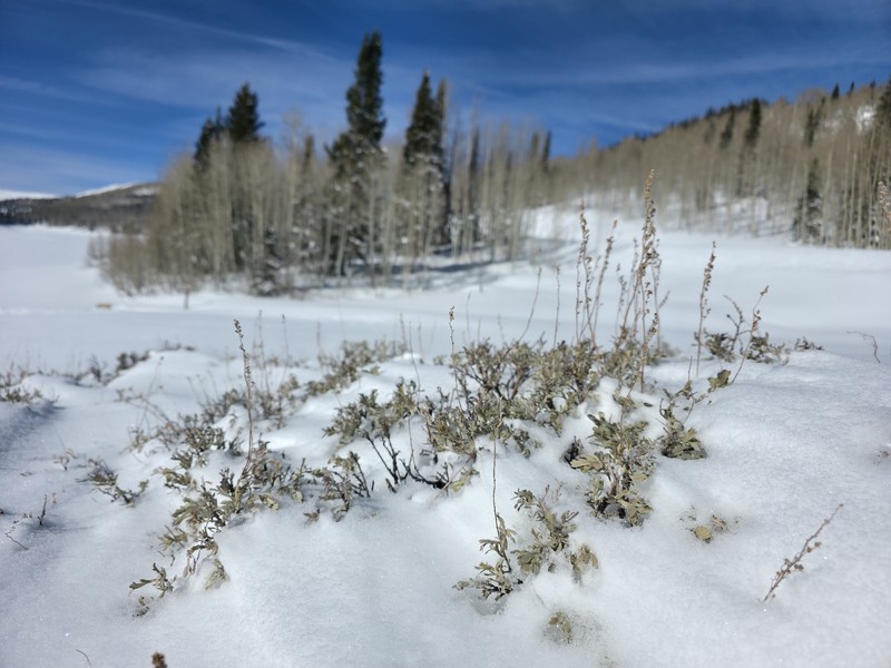 Artemisia tridentata subsp. vaseyana photo 7