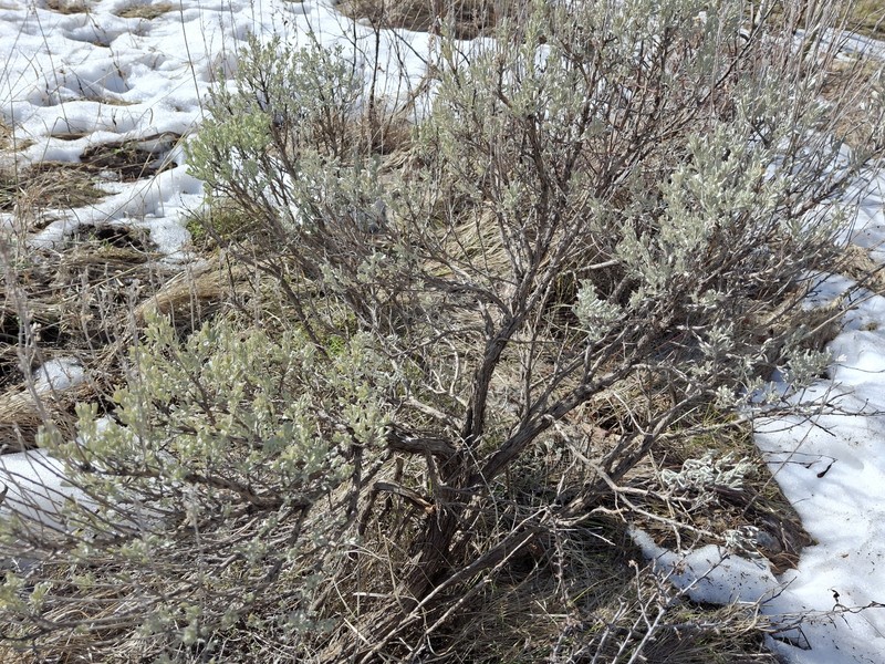 Artemisia tridentata subsp. vaseyana photo 8