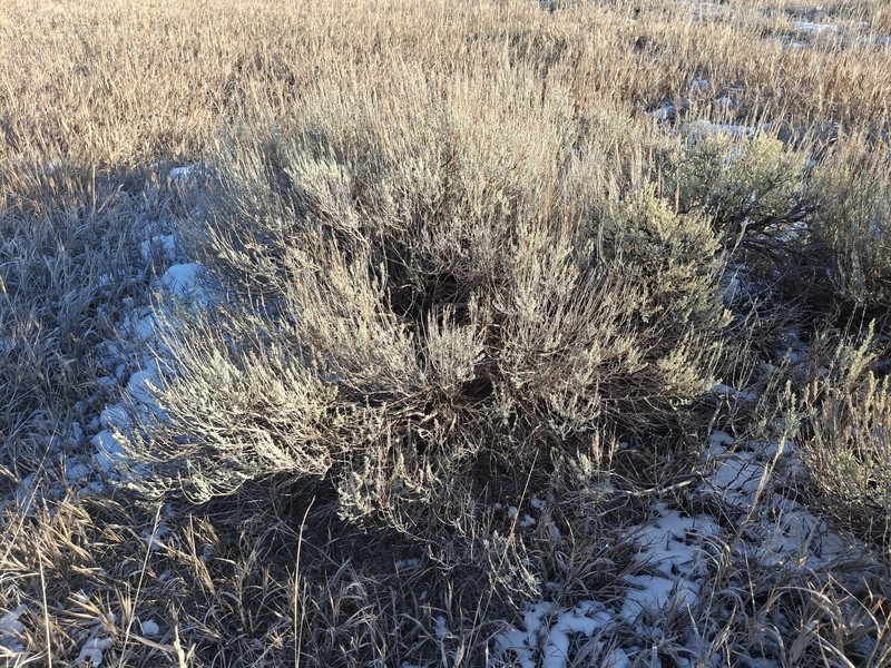 Artemisia tridentata subsp. wyomingensis