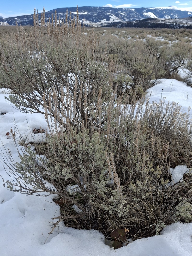 Artemisia tridentata subsp. wyomingensis photo 3